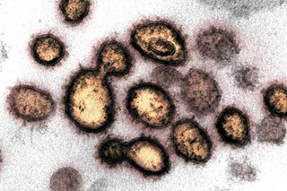 Japan universities develop speedier analysis of coronavirus mutations