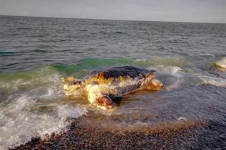 Leatherback sea turtle natagpuang patay sa dalampasigan sa Aklan