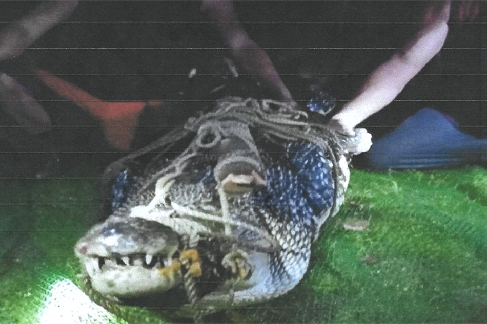11-foot crocodile caught in Surigao del Sur - local officials 1