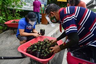 'Teach a man to plant': Community Pan-tree gives away seedlings