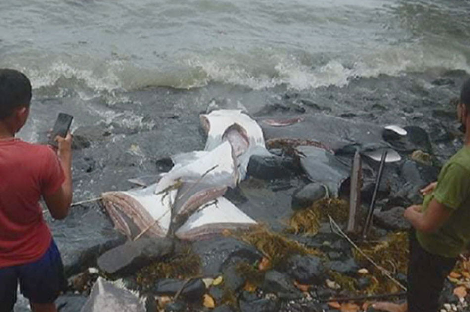 Nasa 300 kilo ng manta ray meat kumpiskado sa Zamboanga del Norte 1