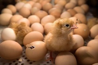 Mind power turns boiled eggs into chicks in China? You must be yolking