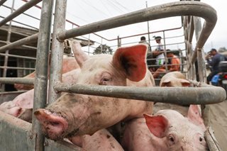 African swine fever vaccine trials can be accomplished in 90-120 days: BAI