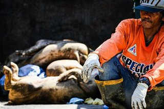 Ivermectin bilang panangga ng baboy sa ASF, pinag-aaralan ng DA