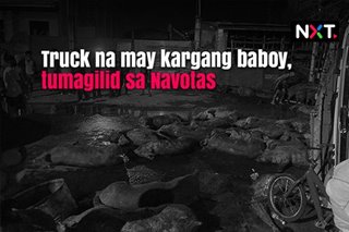 Truck na may kargang mga baboy, tumagilid sa Navotas City