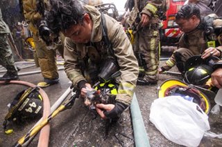 Pregnant cat saved from fire in San Andres
