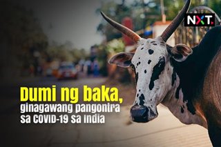 Dumi ng baka, ginagawang pangontra sa COVID-19 sa India