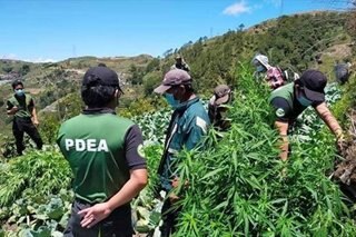 Magsasaka timbog sa pagtatanim umano ng marijuana sa Benguet