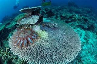 SLIDESHOW: Protecting reefs from Crown-of-Thorns Starfish infestation