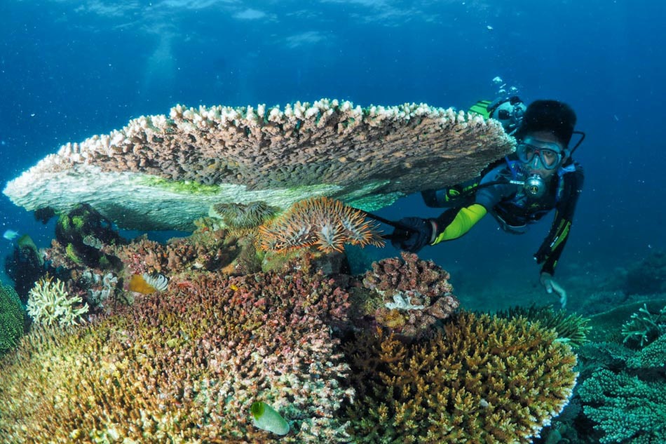 SLIDESHOW: Protecting reefs from Crown-of-Thorns Starfish infestation 2