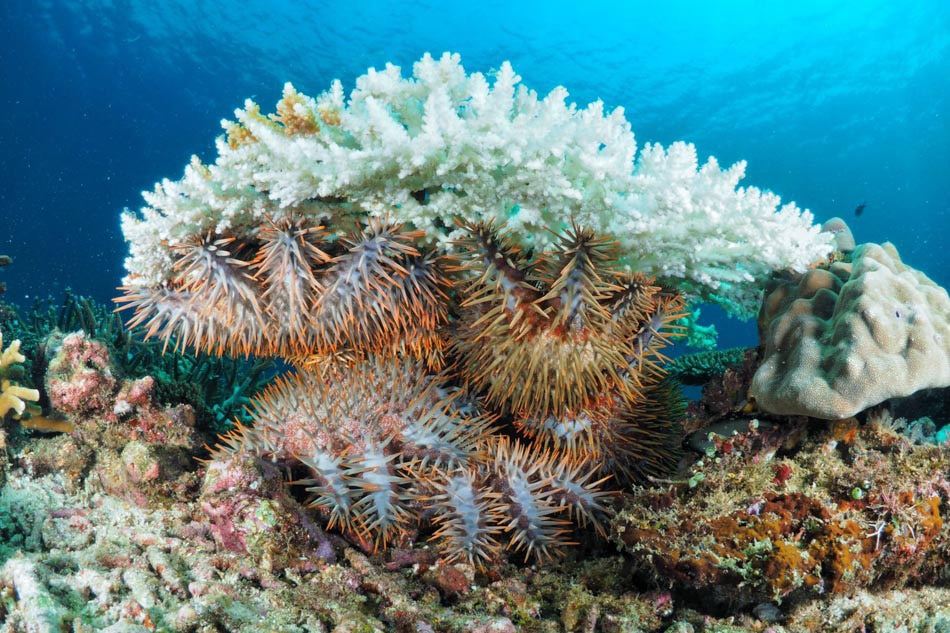 SLIDESHOW: Protecting reefs from Crown-of-Thorns Starfish infestation 3