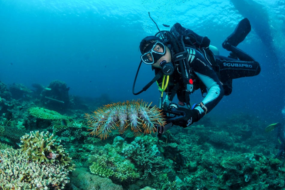 SLIDESHOW: Protecting reefs from Crown-of-Thorns Starfish infestation 4