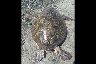 TINGNAN: Green sea turtle nasagip sa Ilocos Norte