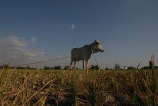 Two atypical cases of mad cow disease detected in Brazil