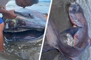 Megamouth shark natagpuang patay sa Leyte