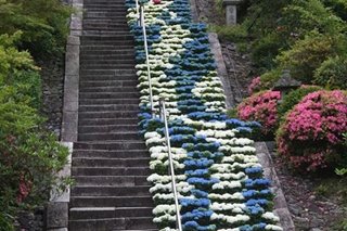 A wish for pandemic to end: Hydrangea flower art wows at Kyoto temple