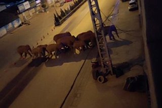 Herd of wild elephants approaches Chinese city after 500km journey