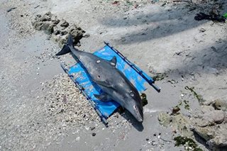 Dead dolphin found in Zamboanga beach