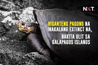 Higanteng pagong na inakalang extinct na, nakita ulit sa Galapagos Islands