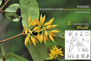 LOOK: New species of mistletoe found in Davao Oriental