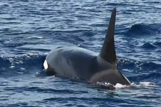 PANOORIN: Grupo ng mga killer whale namataan sa Antique