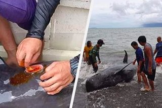 TINGNAN: Balyenang napadpad sa dalampasigan, sugatang dolphin naibalik sa dagat