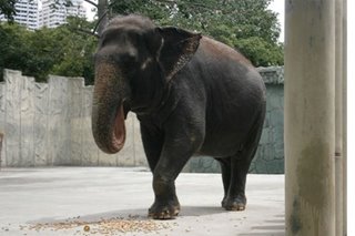 PETA says PNoy one of 'few' leaders who took Mali the elephant seriously