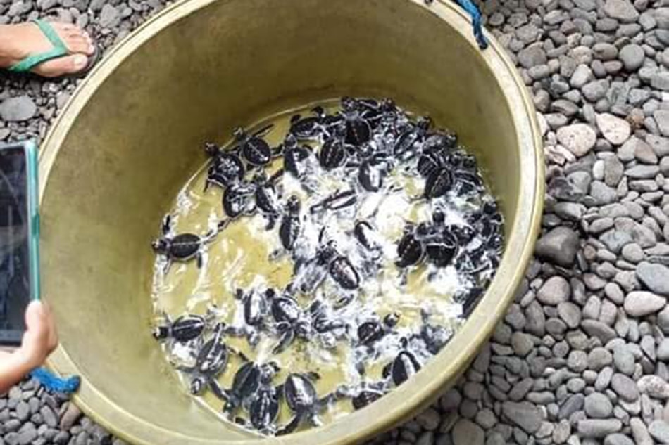 84 bagong pisang green sea turtle ibinalik sa dagat sa Antique 1