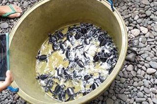 84 bagong pisang green sea turtle ibinalik sa dagat sa Antique