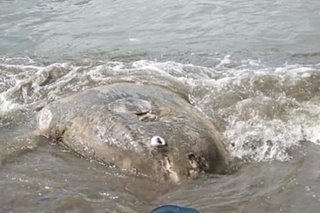 Patay na sunfish napadpad sa dalampasigan ng Iloilo City