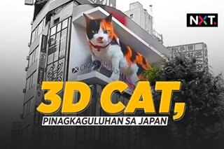 3D cat, pinagkaguluhan sa Japan