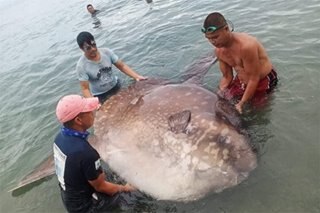 Stranded na sunfish sa Marinduque sinaklolohan ng mga mangingisda
