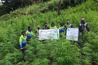 3 marijuana plantation sa Kalinga sinalakay; P21.5-M halaga ng marijuana sinira
