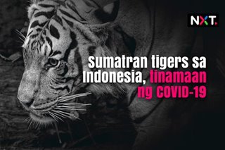 Sumatran tigers sa Indonesia, tinamaan ng COVID