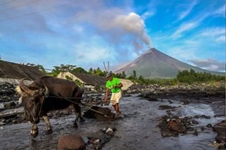 Potentially antibiotic bacterial species found in Mt. Mayon soils