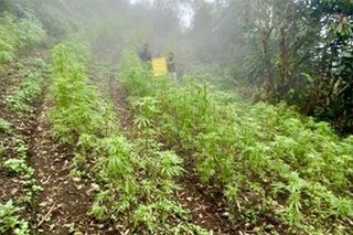 Halos P5 milyong halaga ng marijuana sinira sa Benguet