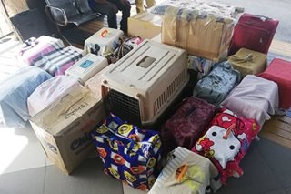 This woman brought 17 pets when she moved to Iloilo