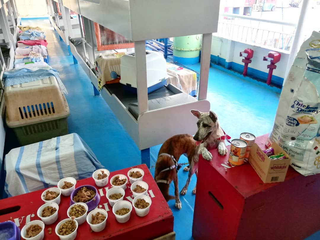 Esper’s dogs Ferdie and Carcar try to eat while on the way to Iloilo. Photo from Little Missadvencha Facebook page