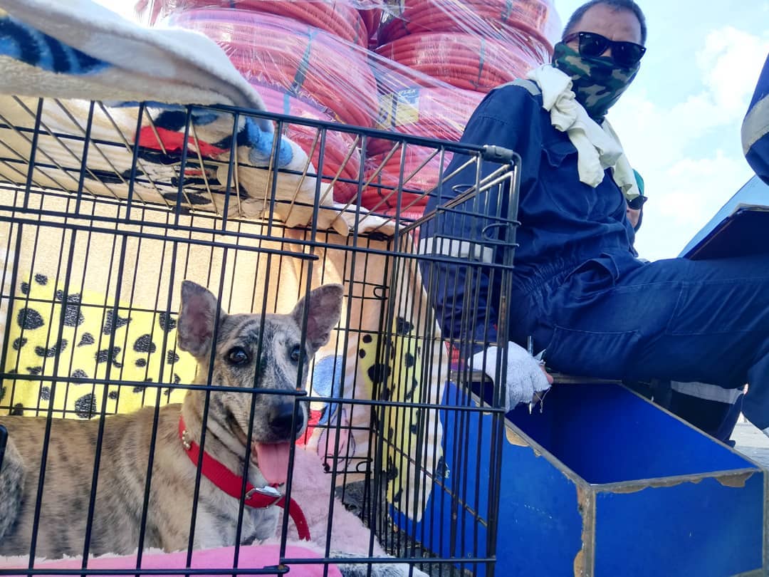 One of the ship’s crew members sits beside the cage of dog Carcar as it makes its way to Iloilo. Photo from Little Missadvencha Facebook page