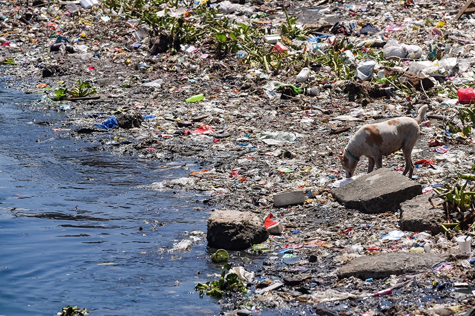 A stray dog scavenges for food among trash near the mouth of Pasig river that connects it to Manila Bay in Baseco Compound in Tondo, Manila on World Environment Day, June 5, 2021.