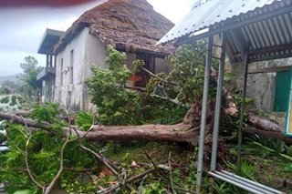 Trees, utility posts toppled, as Kiko batters Batanes