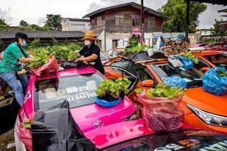 Thai taxis turned into vegetable gardens