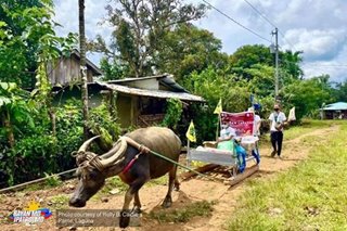 TINGNAN: 'Kalabaw Caravan' ng mga guro sa Paete, Laguna