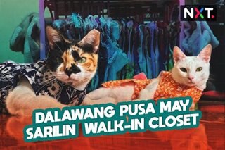 Fur-shionista: 2 pusa may sariling walk-in closet