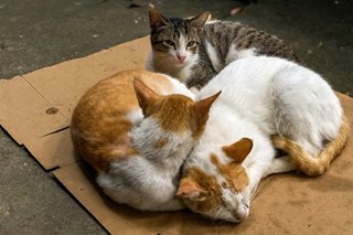 Vietnam police find 2,000 dead cats intended for traditional medicine