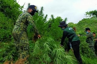 Mahigit P20 milyong halaga ng marijuana sinira sa Cebu