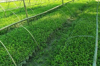 Commercial propagation of agarwood allowed in PH