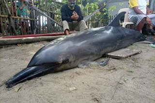 Patay na dolphin natagpuan sa Capiz