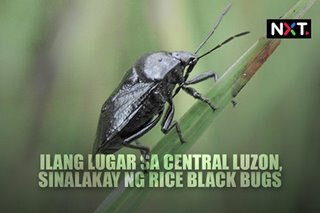 Ilang lugar sa Luzon, sinalakay ng rice black bugs