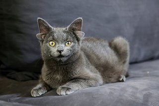Alam N'yo Ba: Bakit 4 ang tenga ng isang pusa sa Turkey?